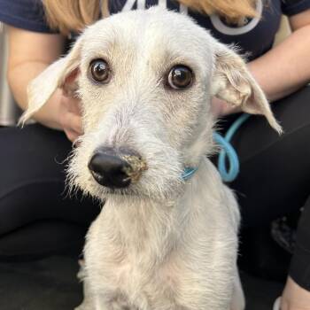 BONBOM -  Terrier and Mixed Breed Dog for Adoption in Richmond, California - BONBOM | PetCurious