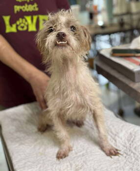 Rescue Lhasa Apso and Shih Tzu Dogs for Adoption in Benton, Louisiana - Puppycups (NOT YET AVAILABLE) | PetCurious