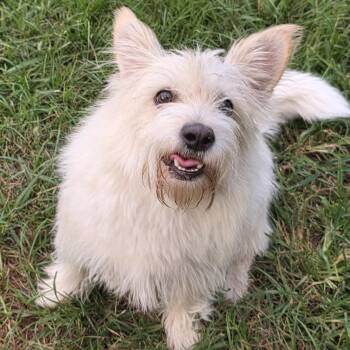 Joaquin -  Scottish Terrier Dog for Adoption in Magnolia, Texas - Joaquin | PetCurious