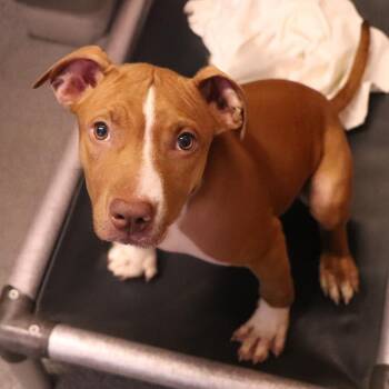 Daisey -  Mixed Breed Dog for Adoption in Port Washington, New York - Daisey | PetCurious