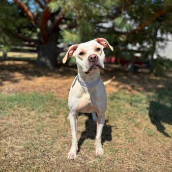 Kimari -  Pit Bull Terrier and Mixed Breed Dog for Adoption in Fargo, North Dakota - Kimari | PetCurious