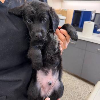 Glue Stick -  Labrador Retriever Dog for Adoption in Morganton, North Carolina - Glue Stick | PetCurious