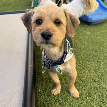 Louis -  Shih Tzu and Yorkshire Terrier Dog Available for Adoption in St. George, Utah - Louis | PetCurious