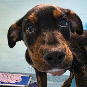 Ischia -  Mixed Breed Dog Available for Adoption - Ischia | PetCurious