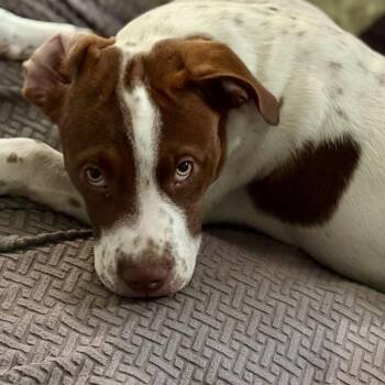 Alfie -  American Bully Dog for Adoption in Copiague, New York - Alfie | PetCurious