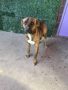 61645753 -  Pit Bull Terrier and Mixed Breed Dog for Adoption in El Paso, Texas - 61645753 | PetCurious