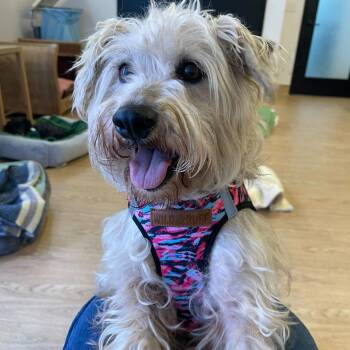 Schnauzer Dogs Available for Adoption - Prada 13922 | PetCurious