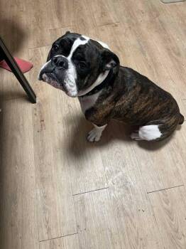 American Bulldog Dogs Available for Adoption - Rocky | PetCurious