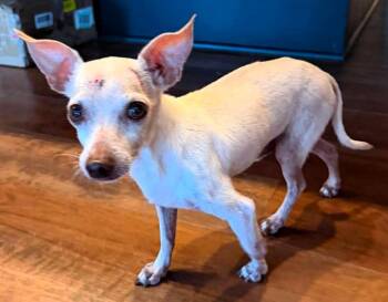 Iggy -  Chihuahua Dog for Adoption in College Station, Texas - Iggy | PetCurious