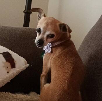 Chihuahua Dogs Available for Adoption in Phoenix, Arizona - Dottie | PetCurious