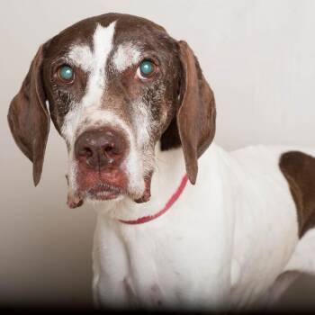 Bruhni (Brew Knee) D71439 -  German Shorthaired Pointer Dog for Adoption in Minnetonka, Minnesota - Bruhni (Brew Knee) D71439 | PetCurious