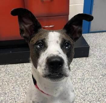Oxford -  Pointer Dog for Adoption in Golden, Colorado - Oxford | PetCurious