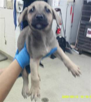 A480712 -  German Shepherd Dog and Labrador Retriever Dog for Adoption in Oklahoma City, Oklahoma - A480712 | PetCurious