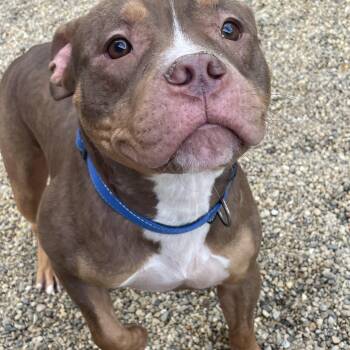 Dakota -  Pit Bull Terrier Dog for Adoption in Lacon, Illinois - Dakota | PetCurious