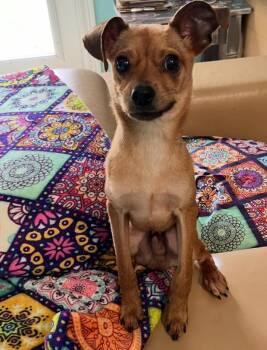 Rescue Chihuahua Dogs for Adoption in Oakland Park, Florida - Izzy | PetCurious