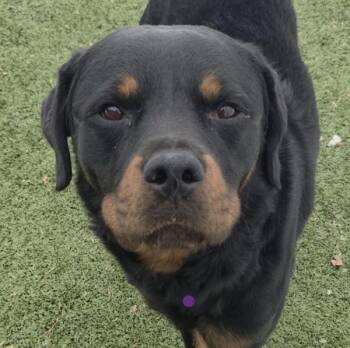 Rottweiler Dogs Available for Adoption - Rinston | PetCurious