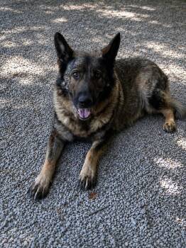 Lucy -  German Shepherd Dog Dog for Adoption in Chesterfield, Missouri - Lucy | PetCurious