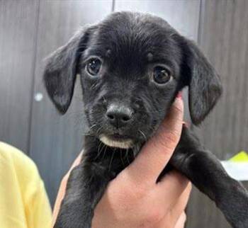 Chihuahua and Terrier Dogs Available for Adoption - Clark (AO35558) | PetCurious