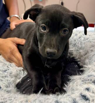 Cane Corso and Labrador Retriever Dogs Available for Adoption in Fort Myers, Florida - Pepsi-2mo Old Puppy! | PetCurious
