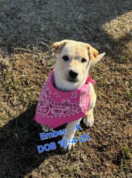 Shar Pei and Labrador Retriever Dogs Available for Adoption in Nucla, Colorado - Ember R | PetCurious