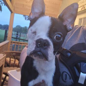 Bear -  Boston Terrier Dog for Adoption in Athens, Alabama - Bear | PetCurious