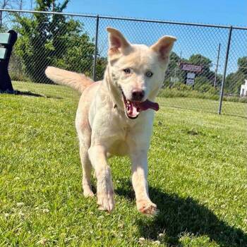 Annie -  Husky Dog for Adoption in St. Louis, Missouri - Annie | PetCurious