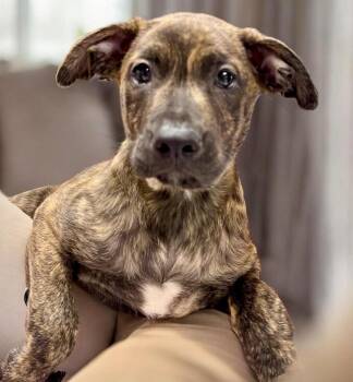 Cane Corso and Mountain Cur Dogs Available for Adoption in Fort Myers, Florida - Vernors-2mo Old Puppy! | PetCurious