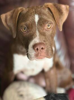 Rescue American Staffordshire Terrier and Pit Bull Terrier Dogs for Adoption in Grafton, Massachusetts - Cane | PetCurious