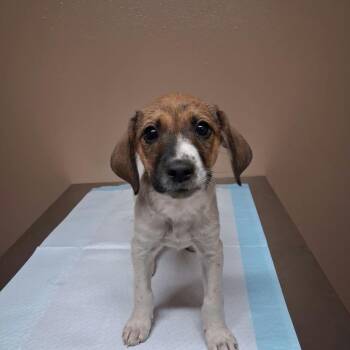 Trixie -  Mixed Breed Dog for Adoption in Stilwell, Oklahoma - Trixie | PetCurious