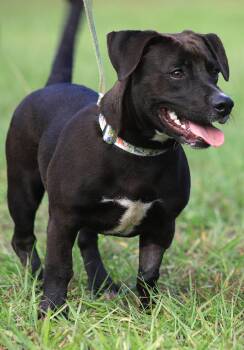 Max -  Chihuahua Dog for Adoption in North Fort Myers, Florida - Max | PetCurious