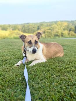 Kenya- Transport -  Mixed Breed Dog for Adoption in Gradyville, Kentucky - Kenya- Transport | PetCurious