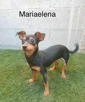 Maria Elena -  Miniature Pinscher Dog for Adoption in Severance, Colorado - Maria Elena | PetCurious