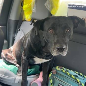 Rescue Labrador Retriever and Pit Bull Terrier Dogs for Adoption in Ocala, Florida - A362603 | PetCurious