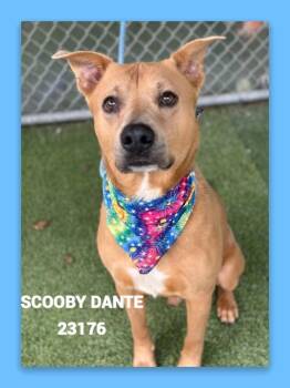 SCOOBY DANTE -  Labrador Retriever Dog for Adoption in Marietta, Georgia - SCOOBY DANTE | PetCurious
