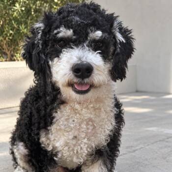 Snickerdoodle - Courtesy Post -  Poodle Dog for Adoption in Newport Beach, California - Snickerdoodle - Courtesy Post | PetCurious
