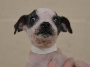 Chihuahua Dogs Available for Adoption - Cindy | PetCurious