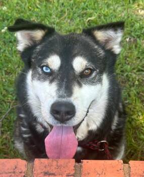 Mixed Breed Dogs Available for Adoption in Groveland, Massachusetts - Scarlett | PetCurious