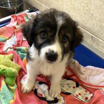 Farrah -  Great Pyrenees and German Shepherd Dog Dog for Adoption in Stephenville, Texas - Farrah | PetCurious