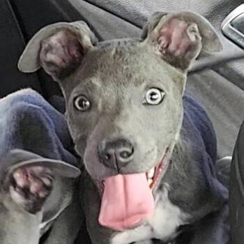 Pit Bull Terrier and Mixed Breed Dogs Available for Adoption in Corpus Christi, Texas - Shirley | PetCurious