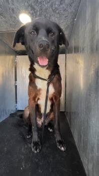 SNICKERS -  Labrador Retriever Dog for Adoption in San Antonio, Texas - SNICKERS | PetCurious