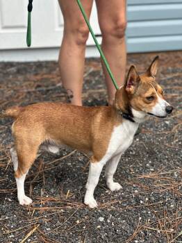 Dooley -  Corgi Dog for Adoption in Cambridge, Maryland - Dooley | PetCurious