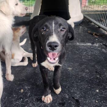 Alex -  Mixed Breed Dog for Adoption in Evensville, Tennessee - Alex | PetCurious