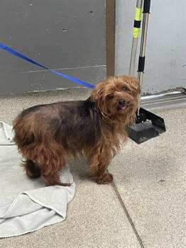 MINNIE -  Yorkshire Terrier Dog Available for Adoption in Tallahassee, Florida - MINNIE | PetCurious