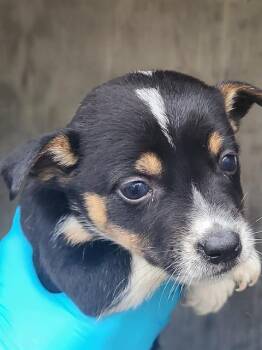 Australian Cattle Dog Blue Heeler Dogs Available for Adoption in San Antonio, Texas - OTIS | PetCurious