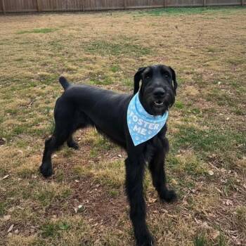 Giant Schnauzer Dogs Available for Adoption - Batman | PetCurious