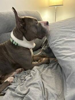 Rescue Mixed Breed Dogs for Adoption in Miamitown, Ohio - Piccolo | PetCurious