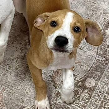 Anchor -  Beagle and Jack Russell Terrier Dog for Adoption in Austin, Texas - Anchor | PetCurious