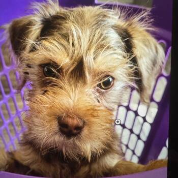 Rescue Yorkshire Terrier and Poodle Dogs for Adoption in Houston, Texas - Niko James | PetCurious