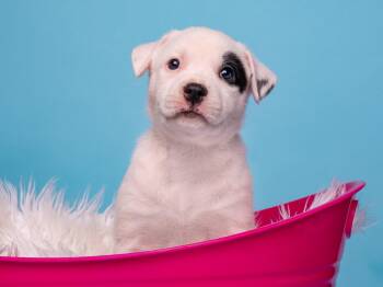 BW: Beetle -  Boston Terrier and Border Collie Dog for Adoption in Palo Alto, California - BW: Beetle | PetCurious
