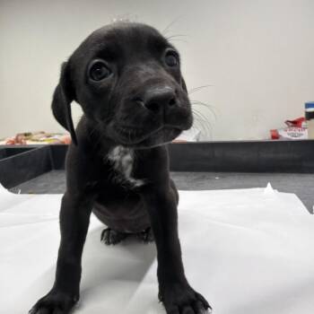 Cordoba -  Black Mouth Cur Dog for Adoption in Tampa, Florida - Cordoba | PetCurious